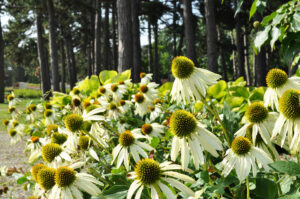 Perennial Garden