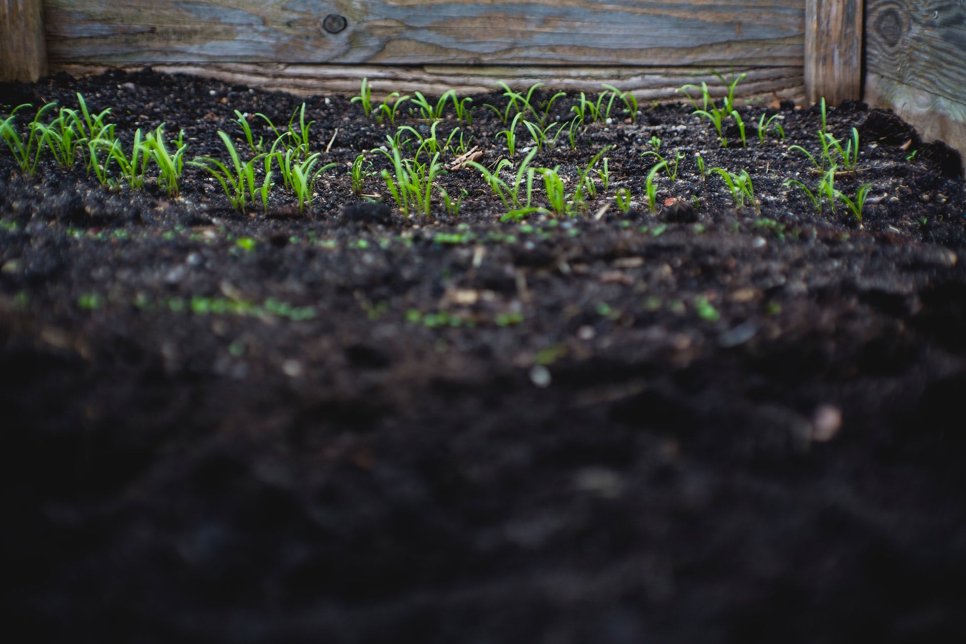 Wet Moist Soil Garden