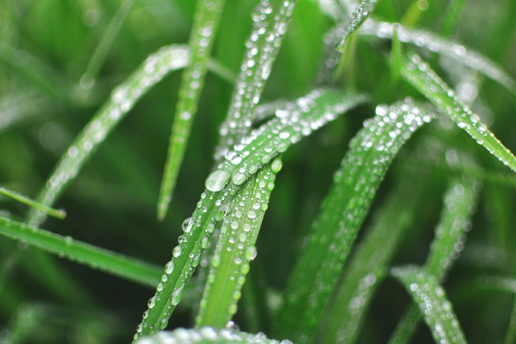 Ornamental Grass