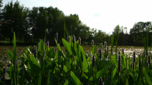 Native Plants