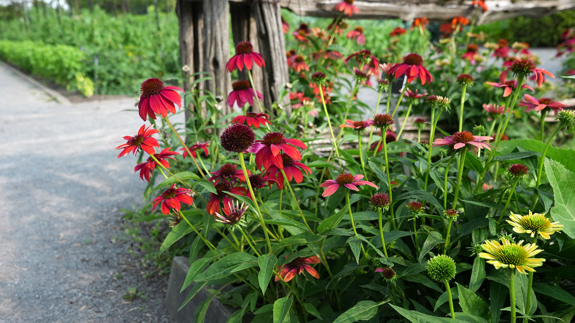 Coneflower